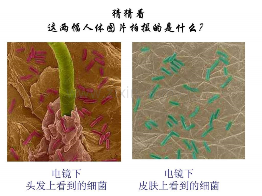 八年级生物细菌图文.pptx_第2页