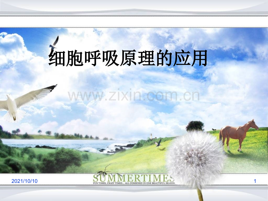 细胞呼吸原理的应用.ppt_第1页