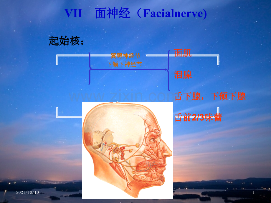 面神经解剖.x.ppt_第1页