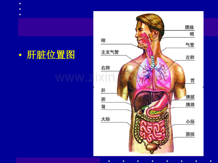 肝癌射频消融及介入治疗.ppt_第2页