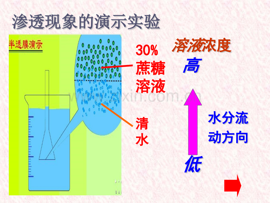 安徽省合肥市圣泉中学届高一第一学期生物41物质的跨膜运输实例27张幻灯片.pptx_第2页