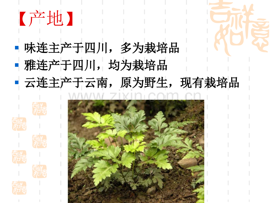 被子植物类生药3毛茛科.pptx_第2页