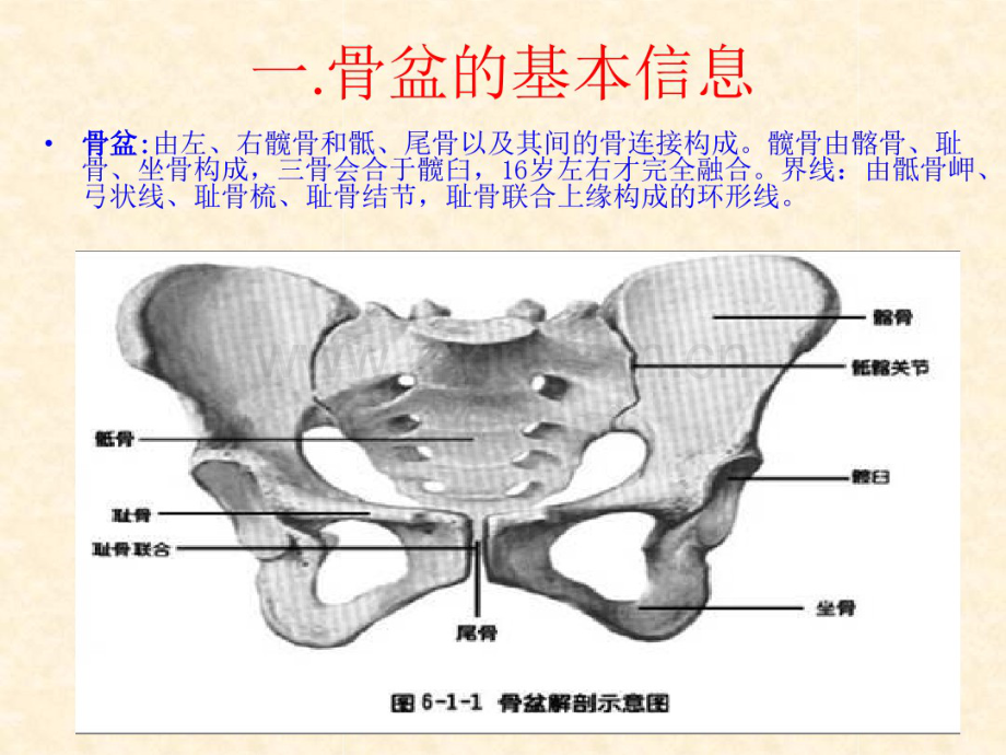 骨盆重要性课件-(2).pdf_第2页