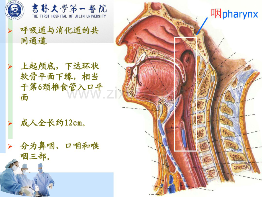 咽部解剖.pdf_第2页