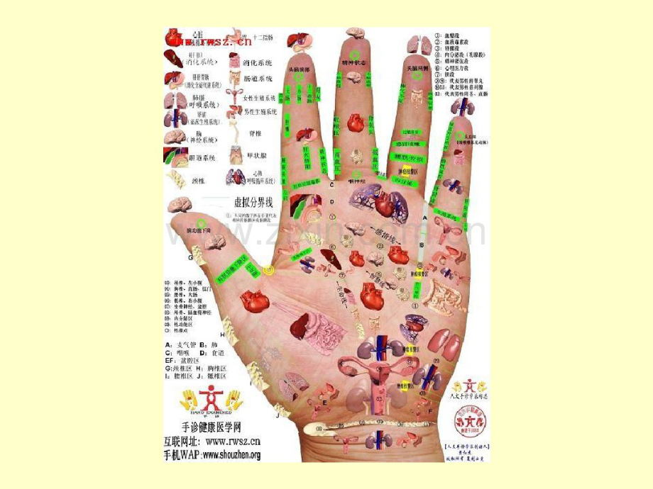 指甲和疾病预测.pdf_第2页