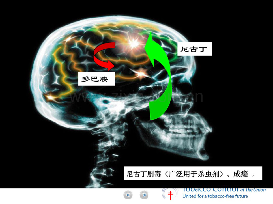 1511-2012简短戒烟干预培训课件-吸烟、二手烟的危害及“低危害”卷烟(甘泉)(20190714113825).pdf_第2页