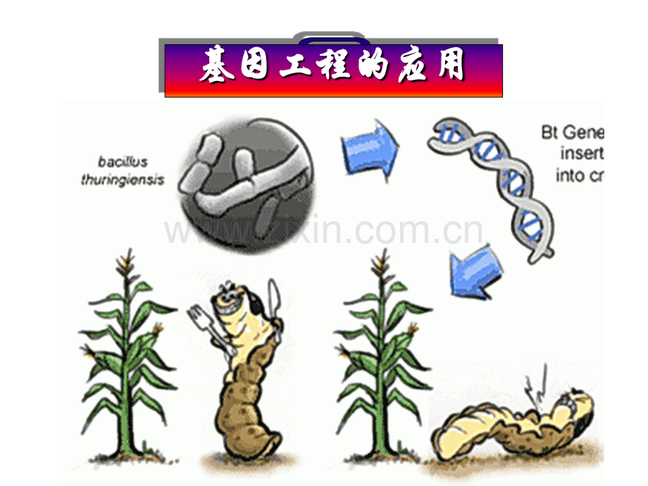基因工程的应用.ppt_第1页