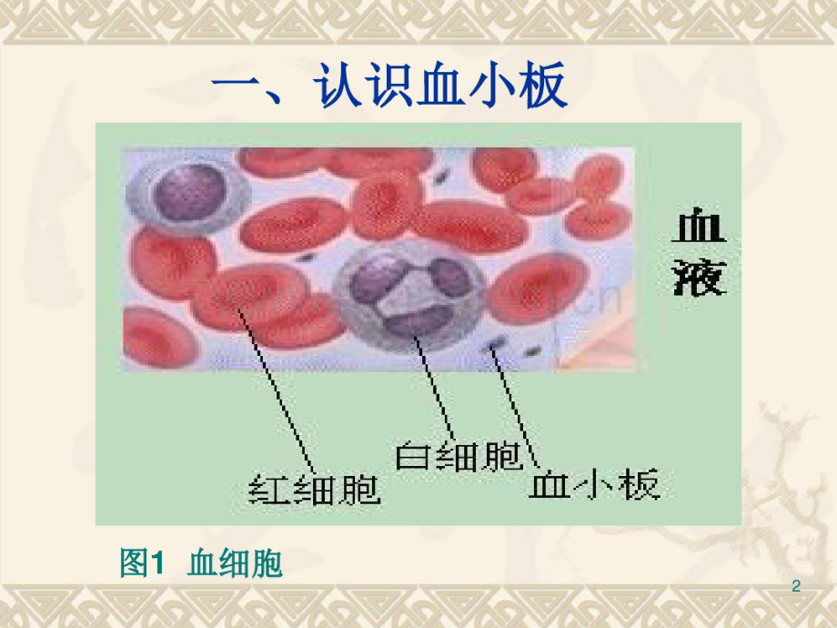 血小板临床应用.pdf_第2页