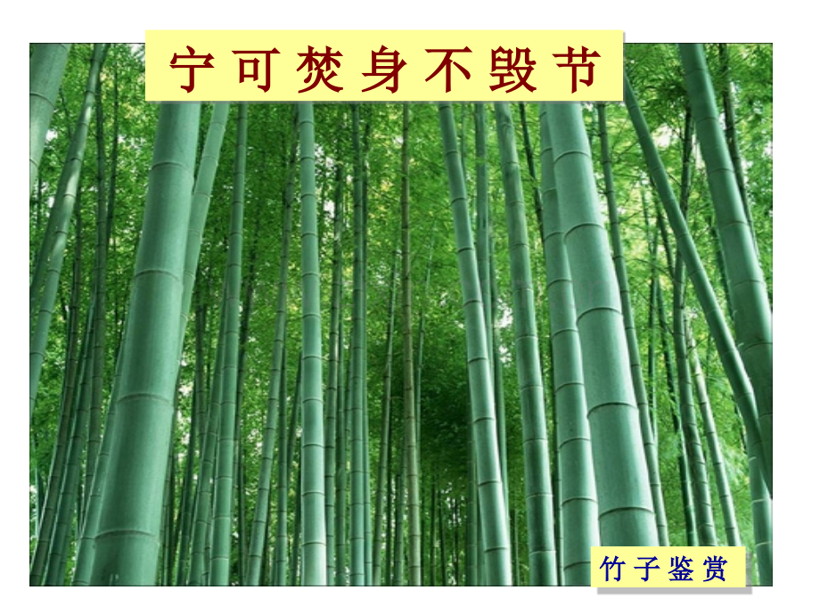 浅谈中国竹子的历史、品种及竹子精神、文化ppt.ppt_第1页