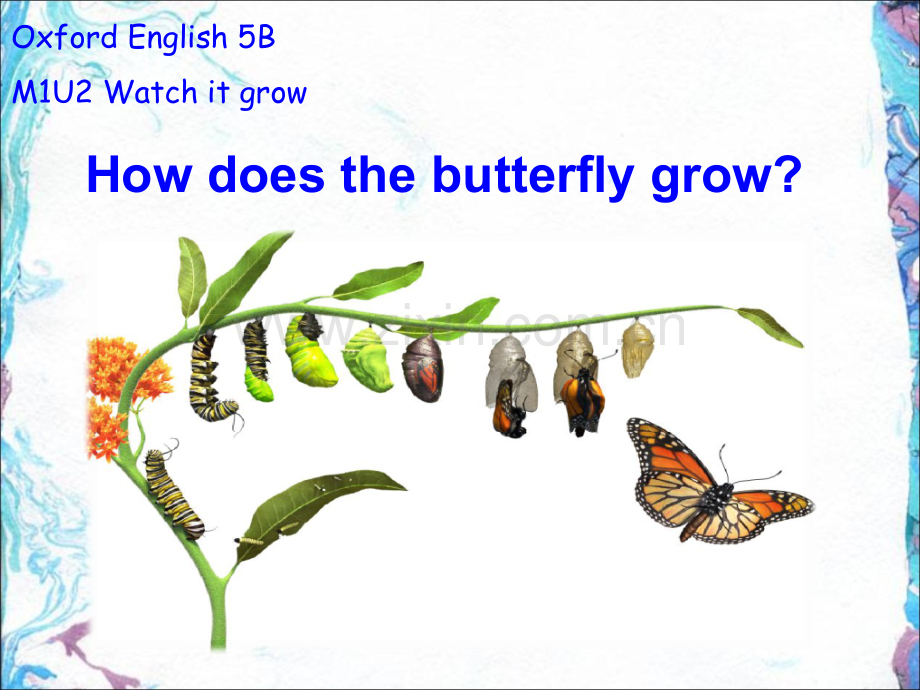 牛津上海版5BUnit-2-Watch-it-grow!.ppt_第1页