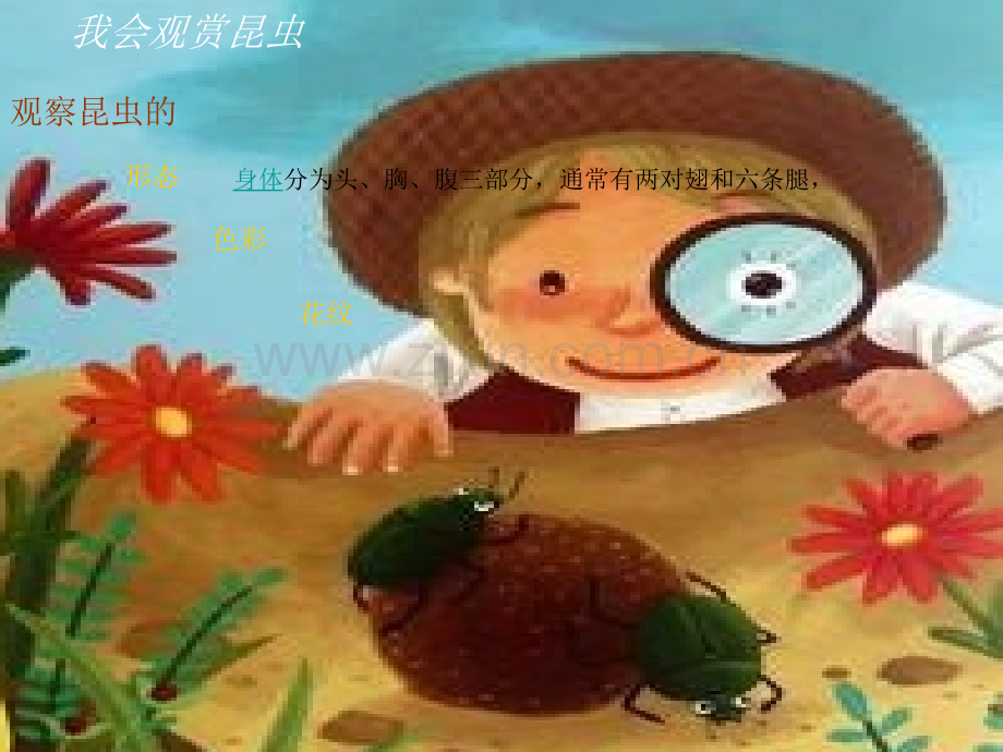 我和昆虫美术教案.ppt_第2页