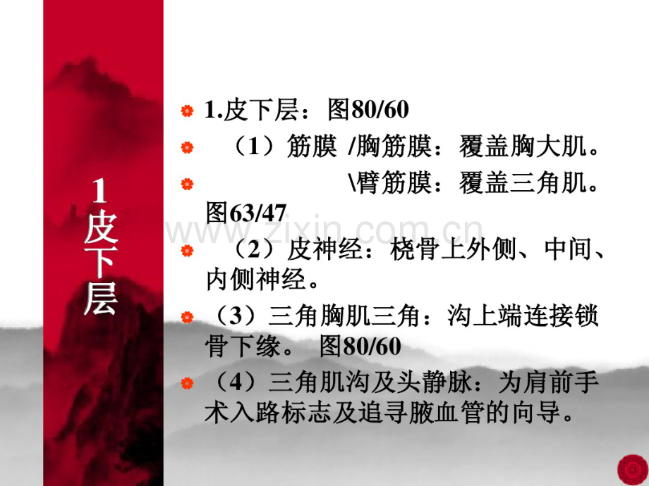 肩部解剖.pdf_第2页