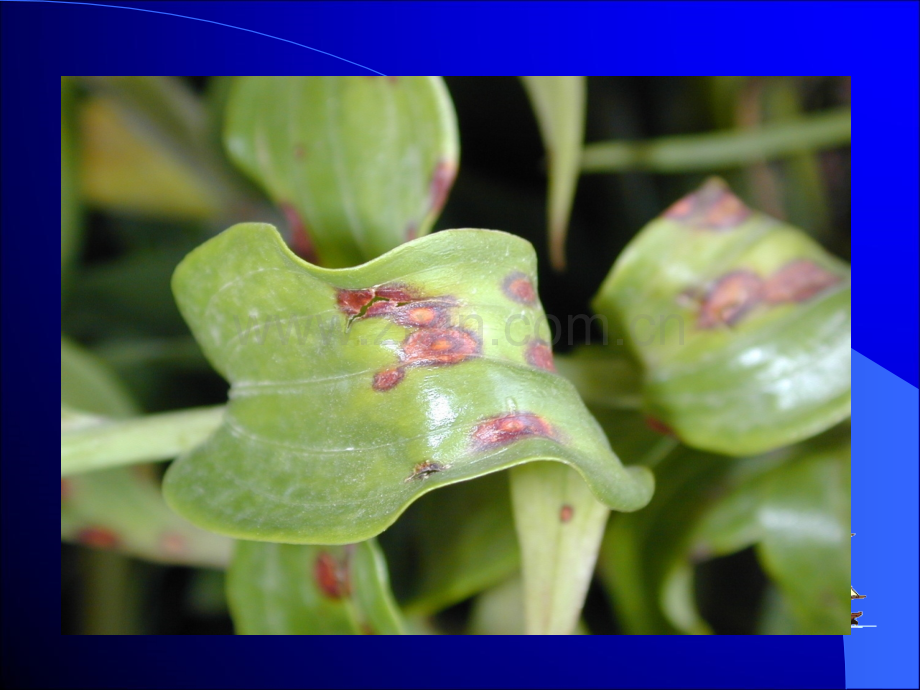 植物病害的基本概念.ppt_第2页