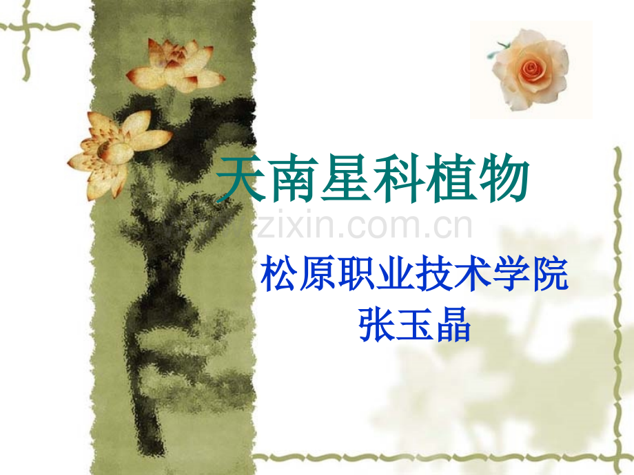 天南星科植物.pptx_第1页