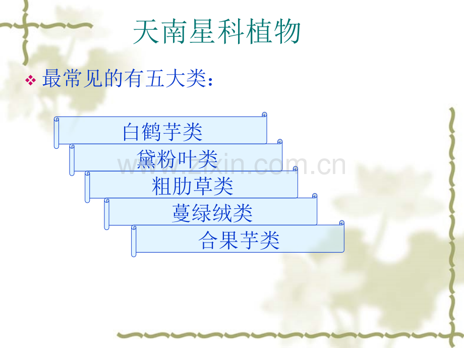 天南星科植物.pptx_第2页