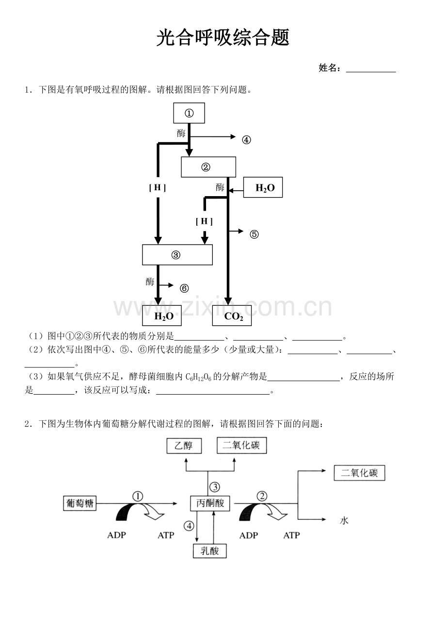 光合呼吸综合题及答案.doc_第1页