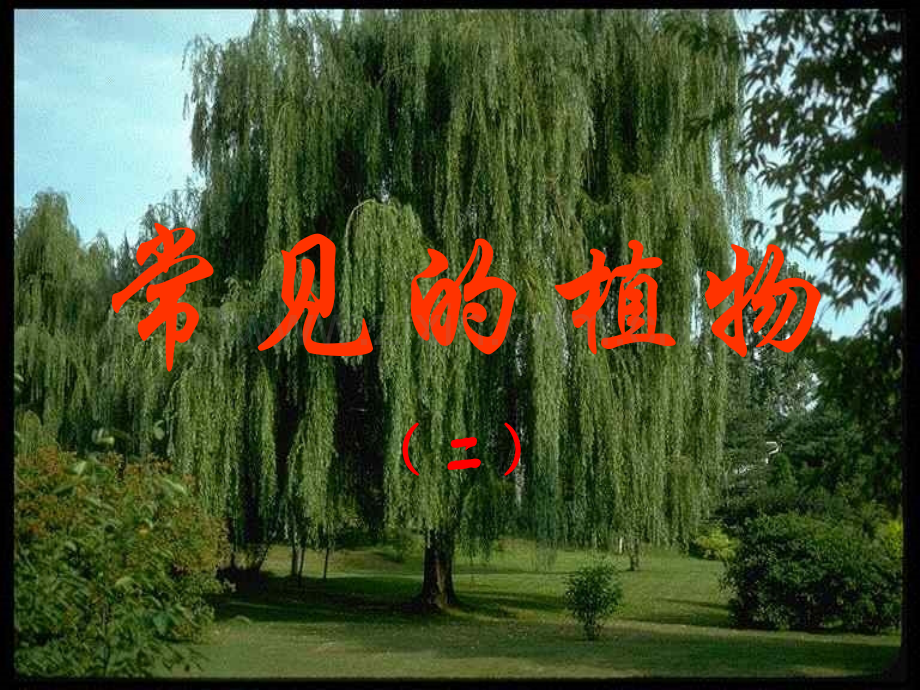 七年级科学无种子植物.pptx_第1页