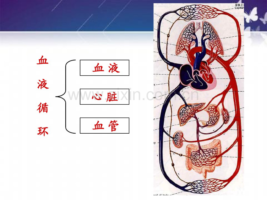 心脏功能.pdf_第2页
