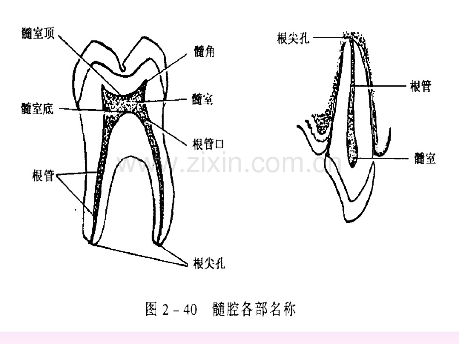 髓腔解剖.pdf_第2页