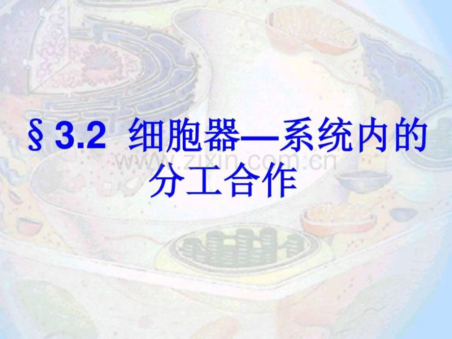 细胞器—系统内的分工合作新人教版必修.pptx_第2页