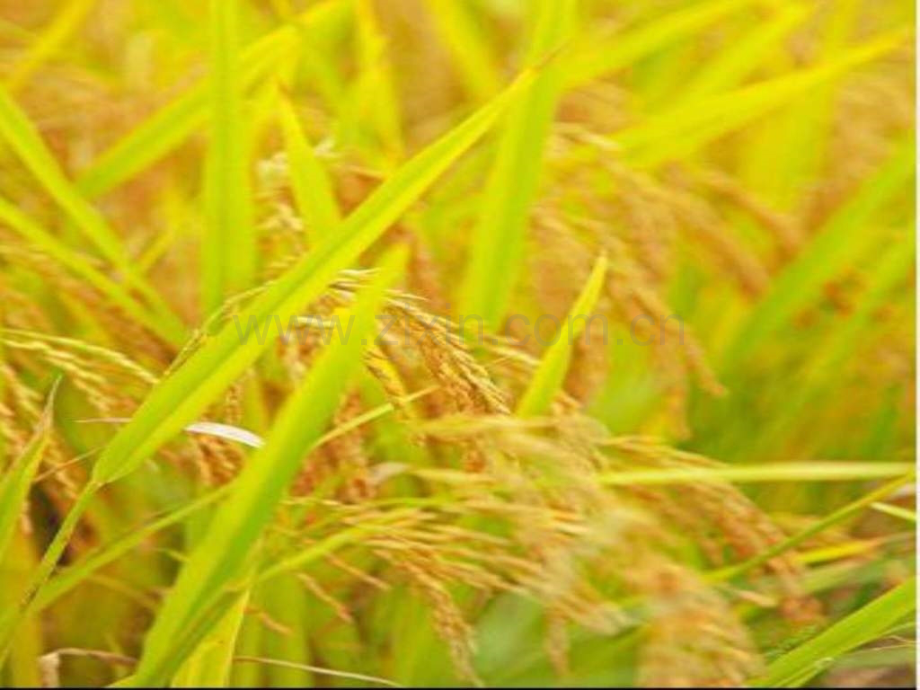 丰收之歌图文.pptx_第2页