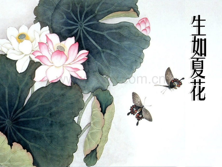 夏花-有关荷花的知识.ppt_第1页