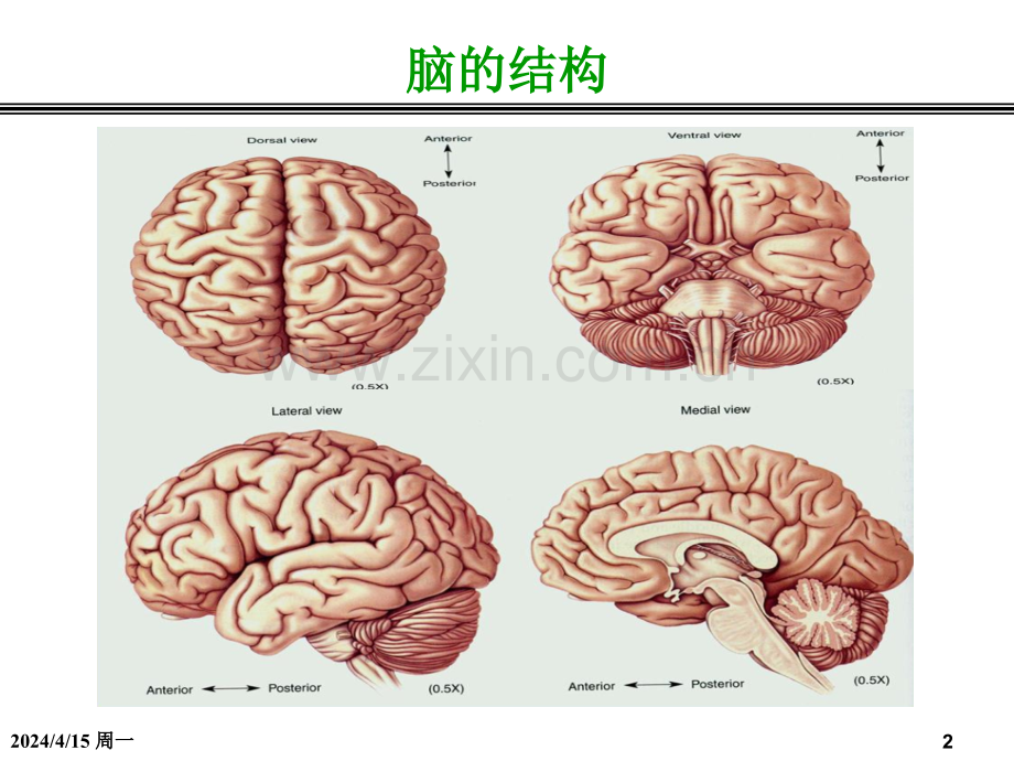 人体脑与电子精神控制技术.pptx_第2页