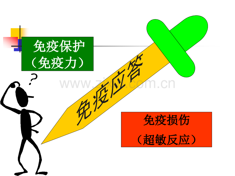 超敏反应程.pptx_第2页