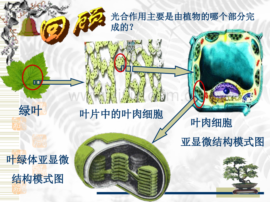 人教版光合作用人教版.pptx_第2页