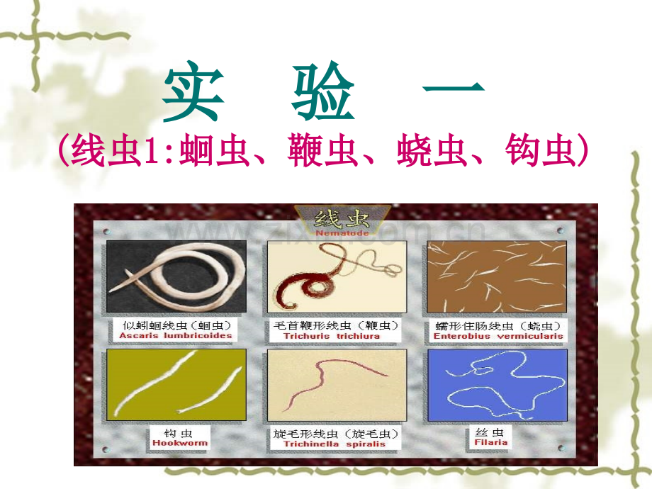 蛔虫钩虫蛲虫.ppt_第1页
