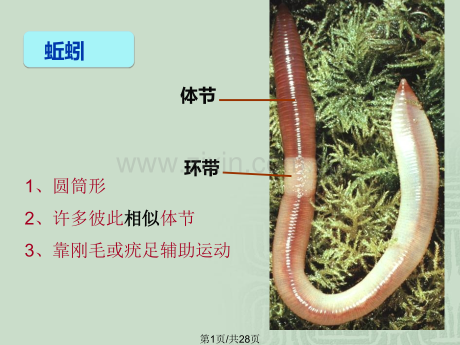 八年级生物上册期中复习.pptx_第1页