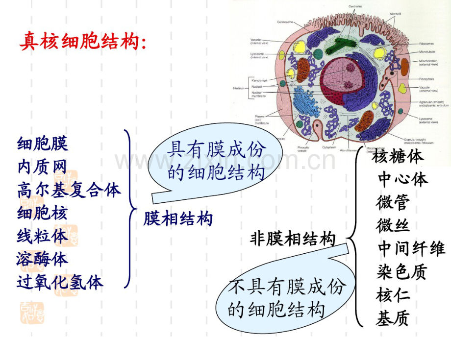 第六章内膜系统.pdf_第2页