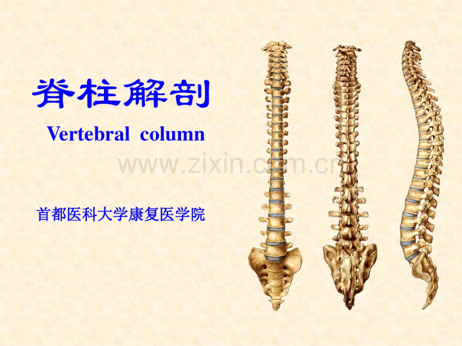 脊柱解剖.pdf_第1页
