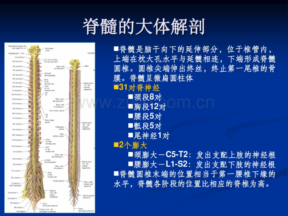 脊髓疾病.pdf_第2页