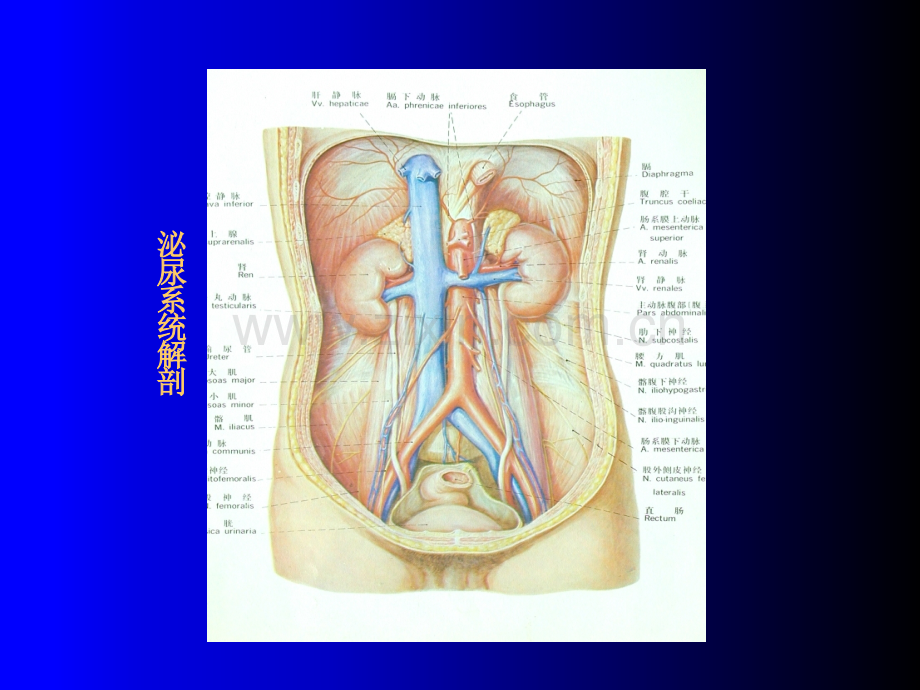 泌尿系统CT诊断学-(2)(医学PPT课件).ppt_第2页