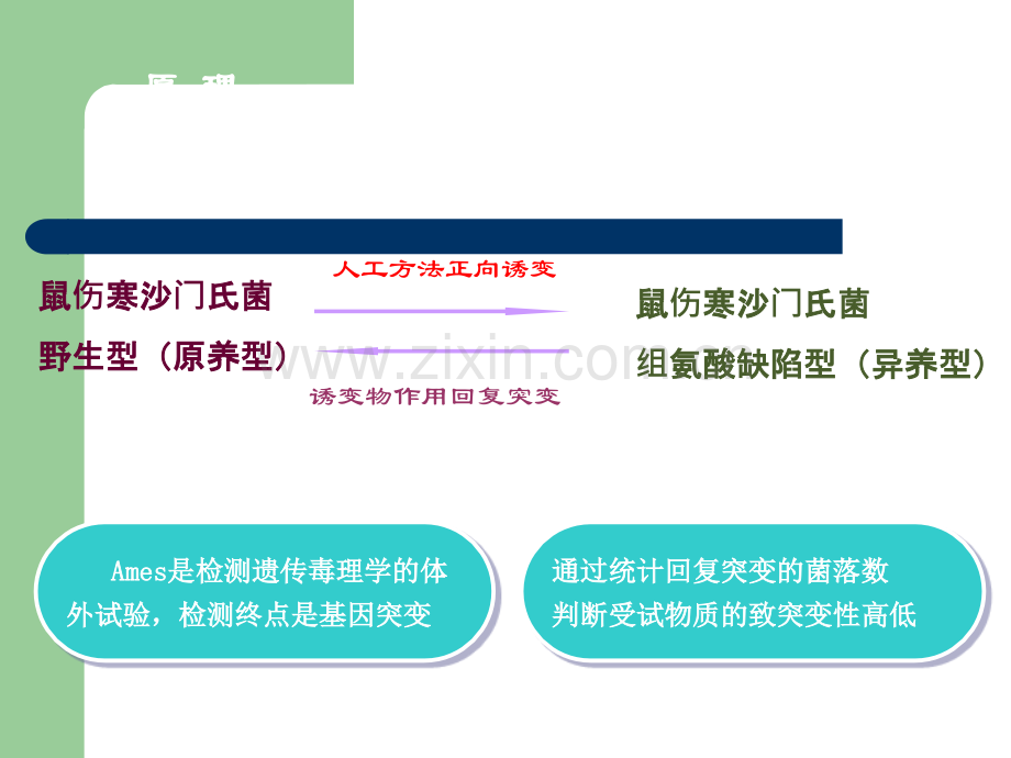 鼠伤寒沙门氏菌哺乳动物肝微粒体致突变性实验.ppt_第2页