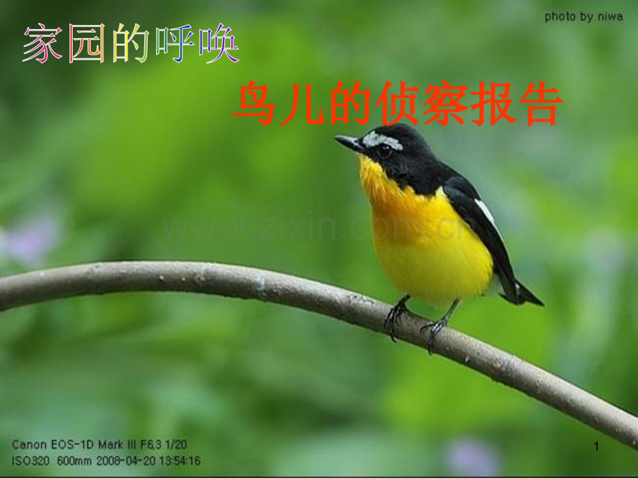 鸟儿的侦察报告.ppt_第1页
