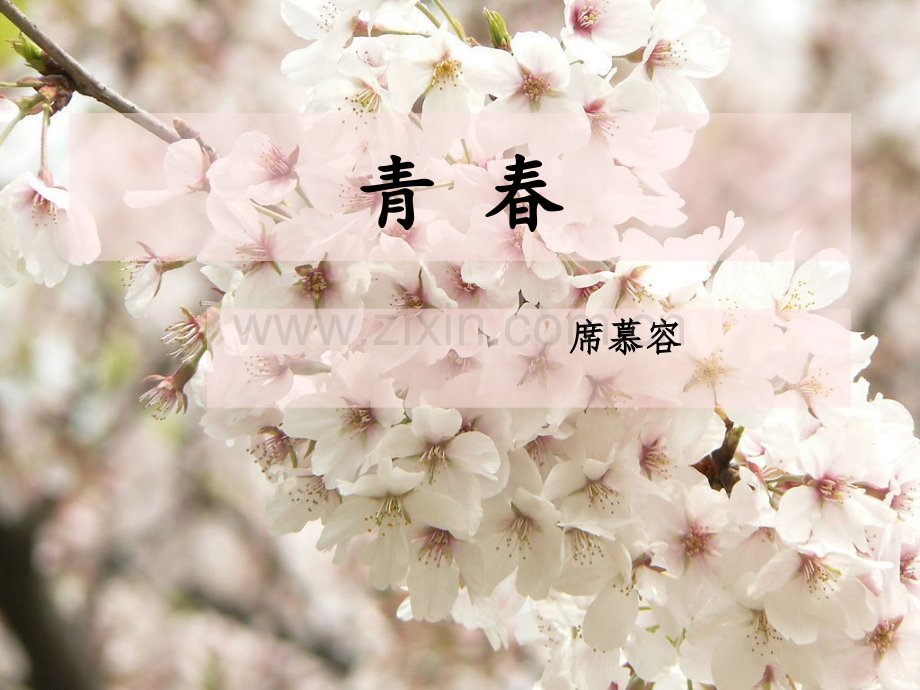 青春-席慕容.ppt_第1页