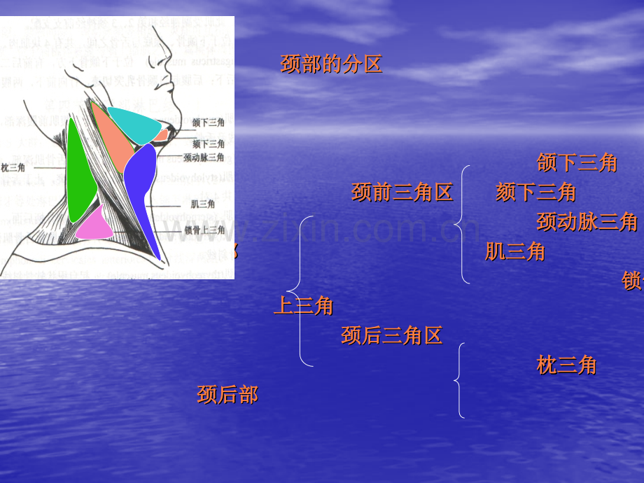 颈部疾病学.ppt_第2页