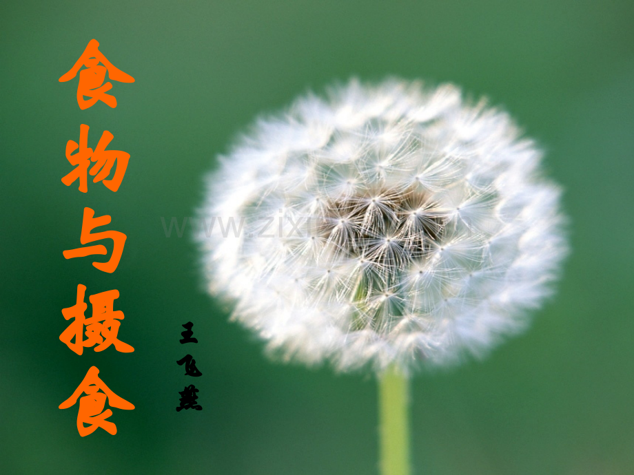 食物与摄食(第一课时)浙教版.ppt_第2页