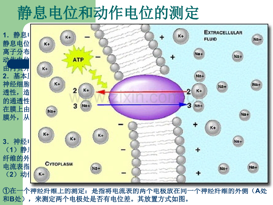 静息电位和动作电位形成原因及相关练习.ppt_第1页