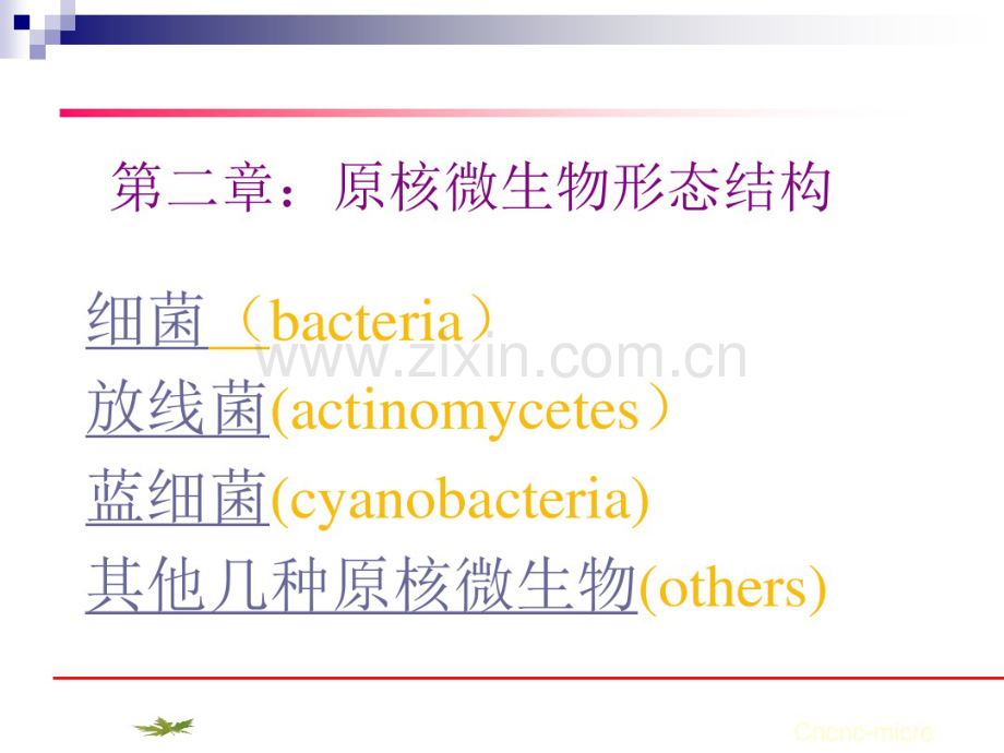 原核微生物形态结构.pdf_第1页