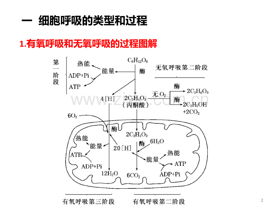 高生物复习细胞呼吸.ppt_第2页