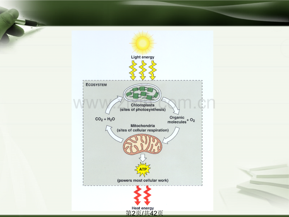 线粒体与细胞能量转换.pptx_第2页