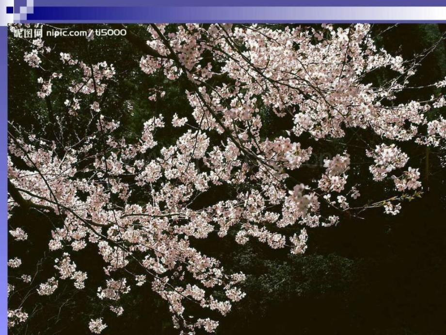 中国画梅花技法.pptx_第2页