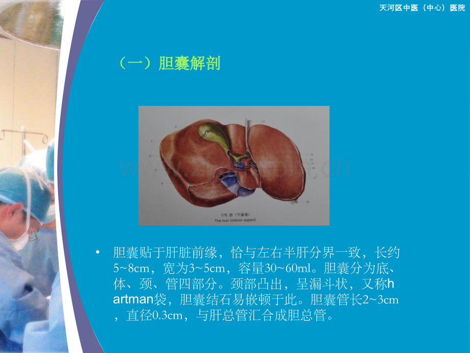 胆囊结石的形成.pptx_第2页