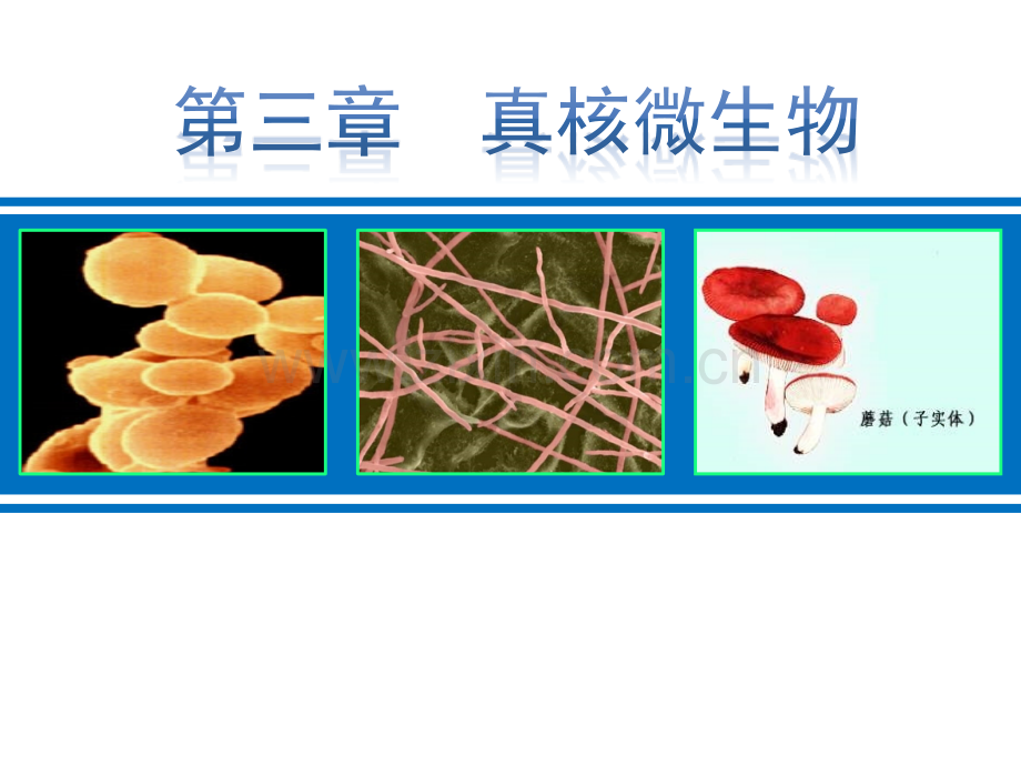 ——真核微生物.pptx_第1页