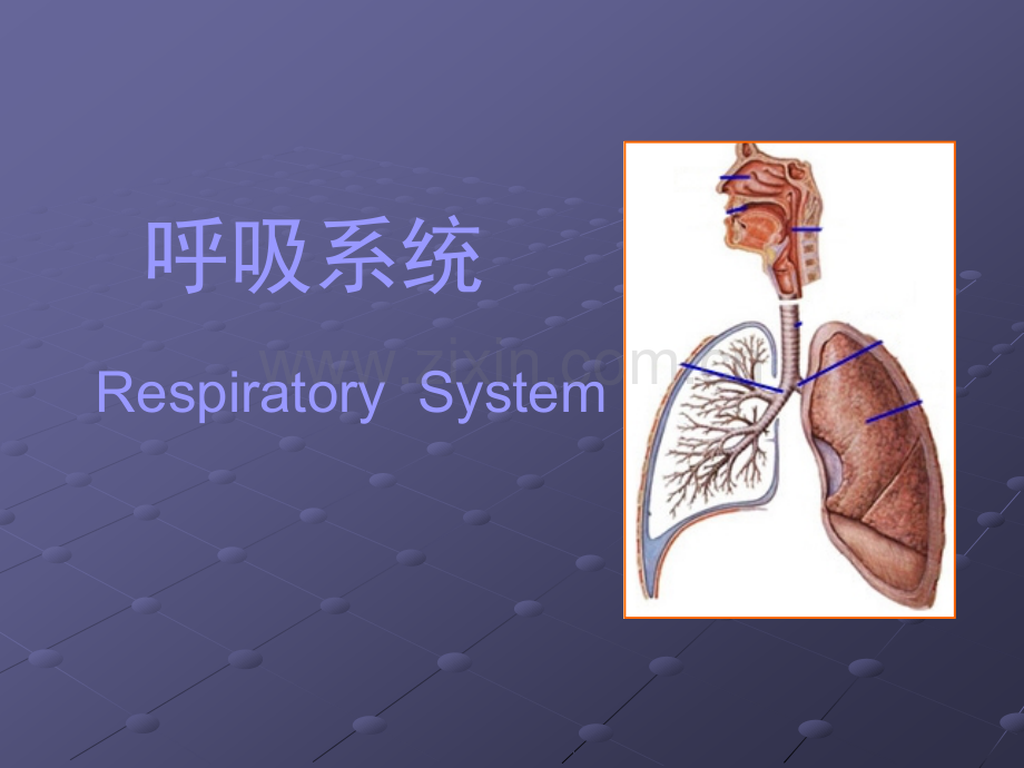 呼吸系统(组织胚胎学).ppt_第1页