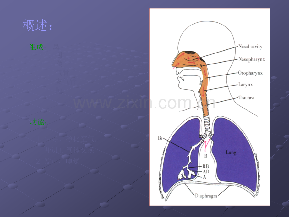 呼吸系统(组织胚胎学).ppt_第2页