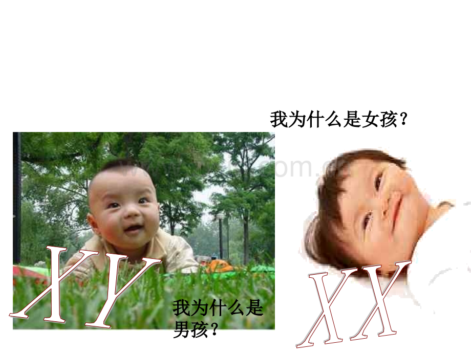人的性别遗传.ppt_第2页